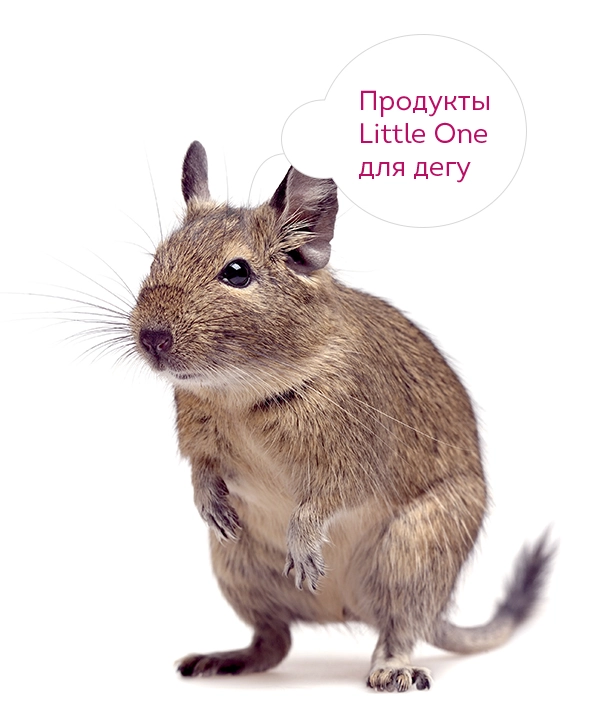 2771-degu-1680695419914.jpg