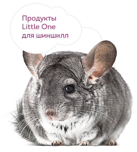 2777-chinchilla-16795690870223.jpg