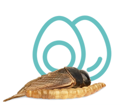 Белковая пища 1-2 раза в неделю 2810-group-87-16805338926098.png