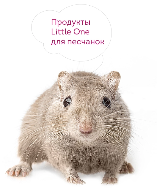 2827-gerbil-16807014225777.jpg