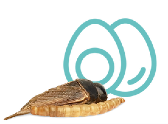 Белковая пища  (1-2 раза в неделю) 2833-group-85-16805338432951.png