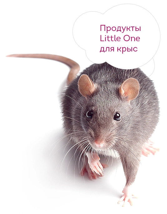 2835-rat-16805342997813.jpg