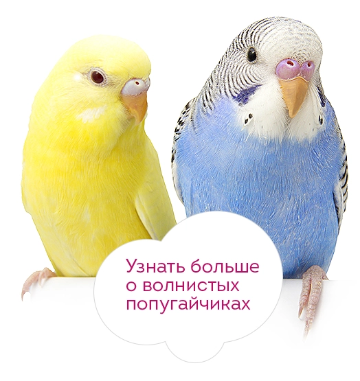 2848-budgies-16808644788512.jpg