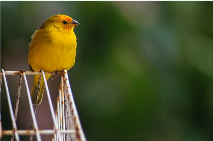 Кенар или канарейка?