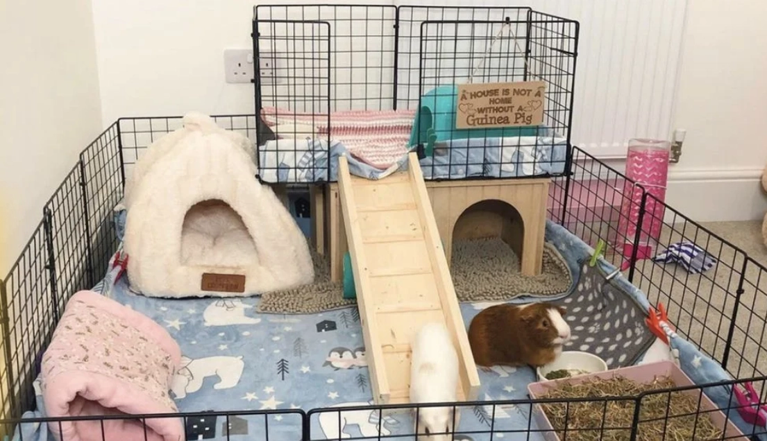 В гостях у морских свинок.