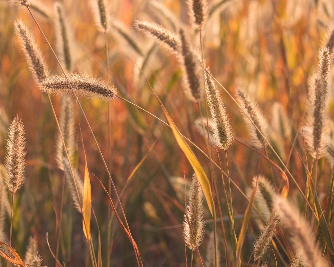 160010668531914-wheat-17501845027541.jpg