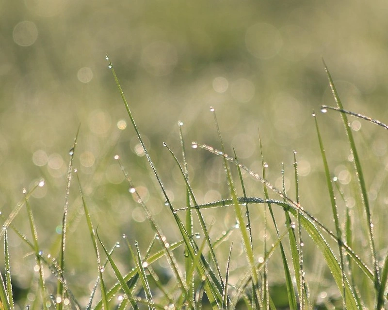 225718006401918-wetgrass-17501866673142.jpg