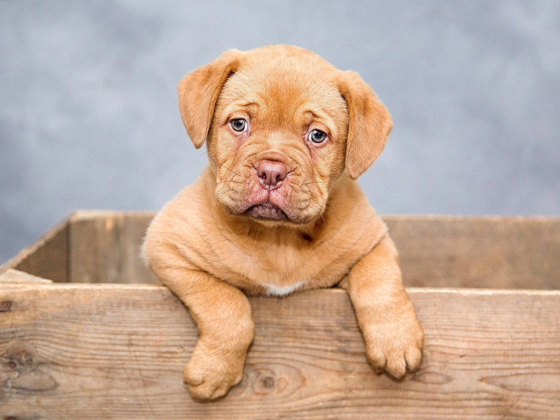 Animal-Assisted Therapy: Comfort, Connection & Healing