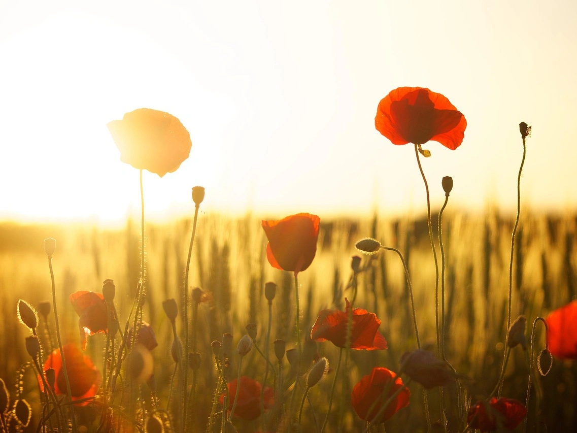 Soak Up the Sun: How Sunlight Boosts Your Mood
