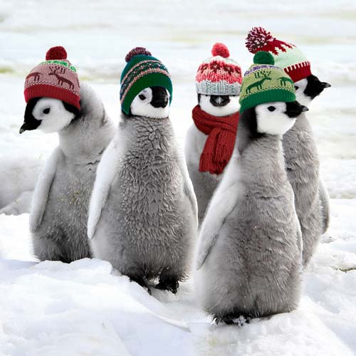 134-penguins-with-hats.jpg