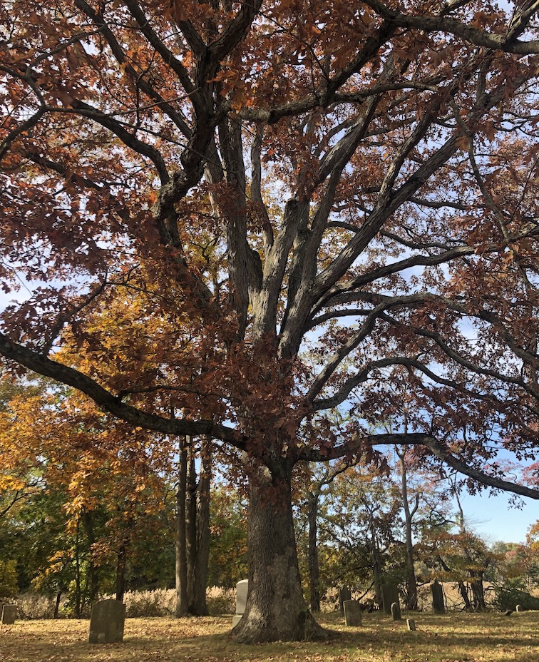 397-sora---fall-tree.jpg