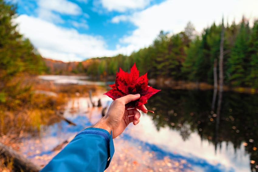 Fall 008495671001-canada-maple-leaf.jpg