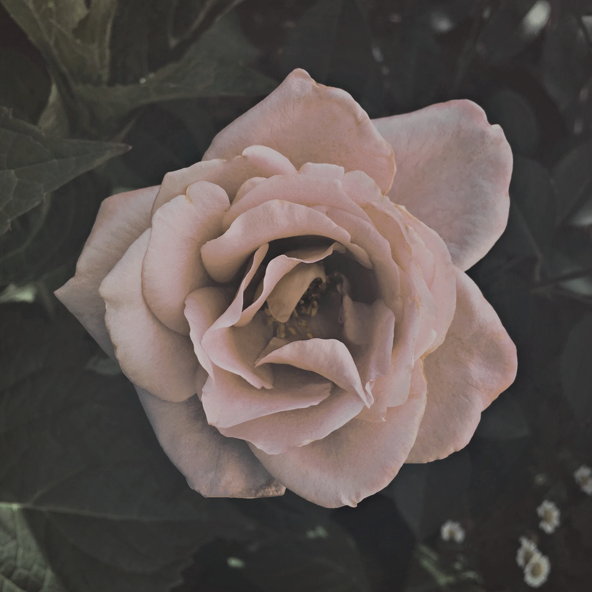 r47-roseshedcreamdarker-17224462639553.jpg