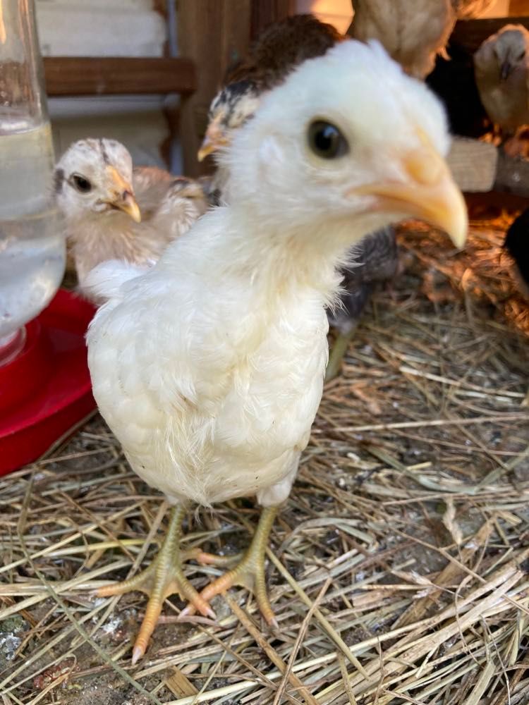 153-chicks-for-sale-5tallapoosa-farmers-market100322.jpg