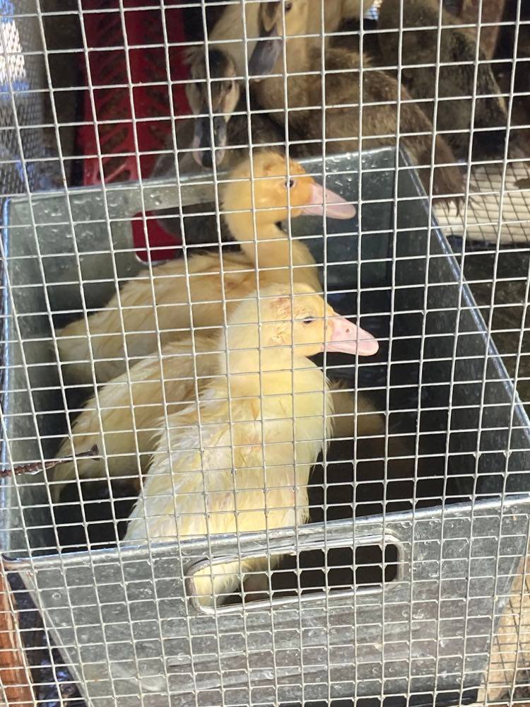 157-ducks-for-sale2tallapoosa-farmers-market100322.jpg