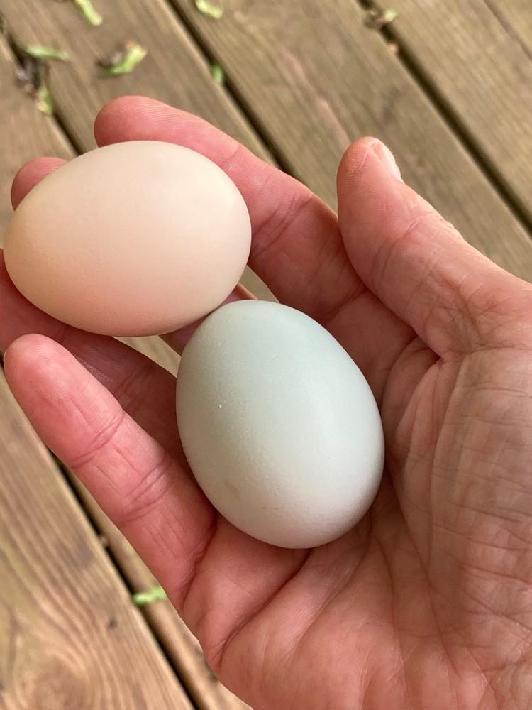 158-chicken-eggs-for-sale-1tallapoosa-farmers-market100322.jpg