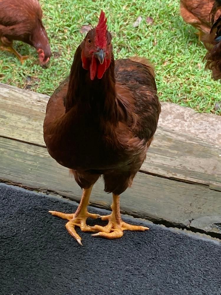 159-rhode-island-redchicks-for-sale-3tallapoosa-farmers-market100322.jpg