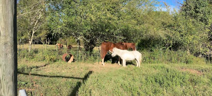 510678308175-horsestallapoosa-farmers-market100522png.png