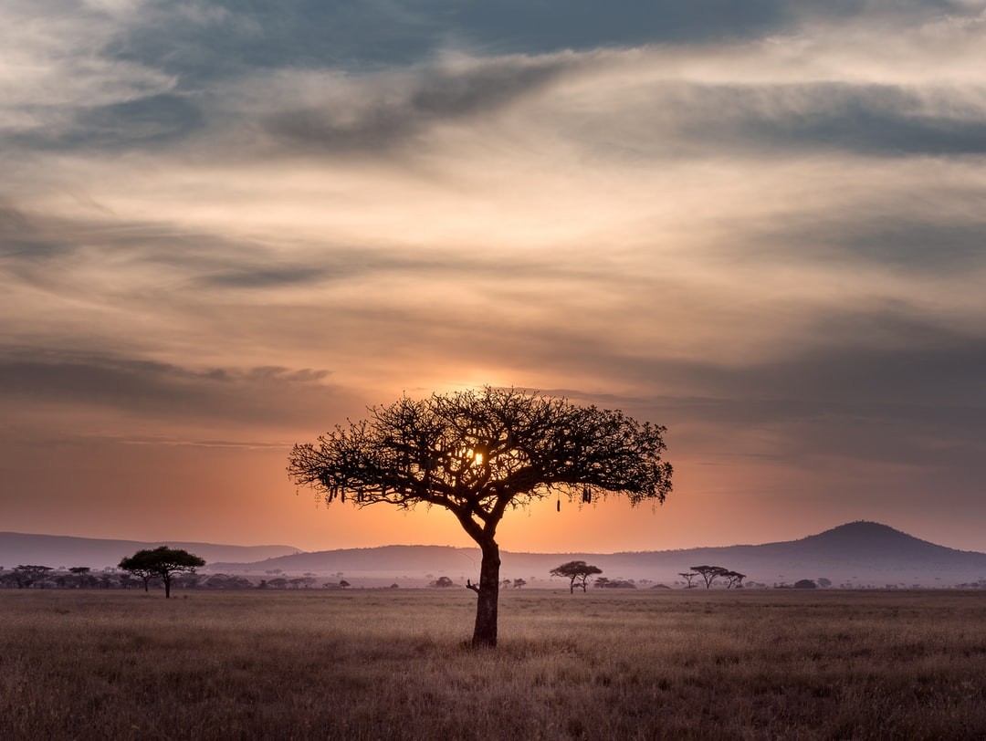 Sunset in the African Wilderness of Serengeti