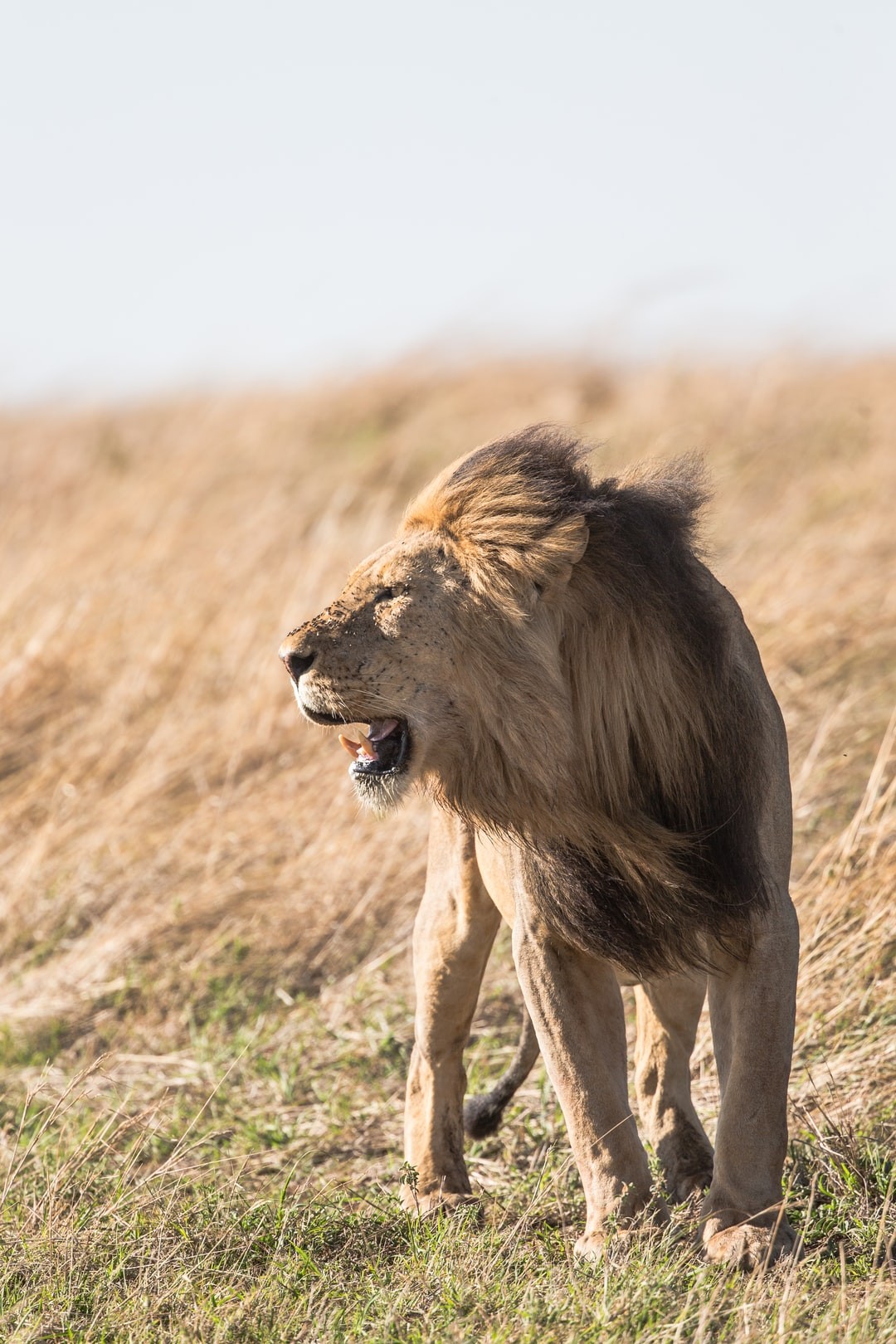 Lion gazing in  the open wilderness of Serengeti