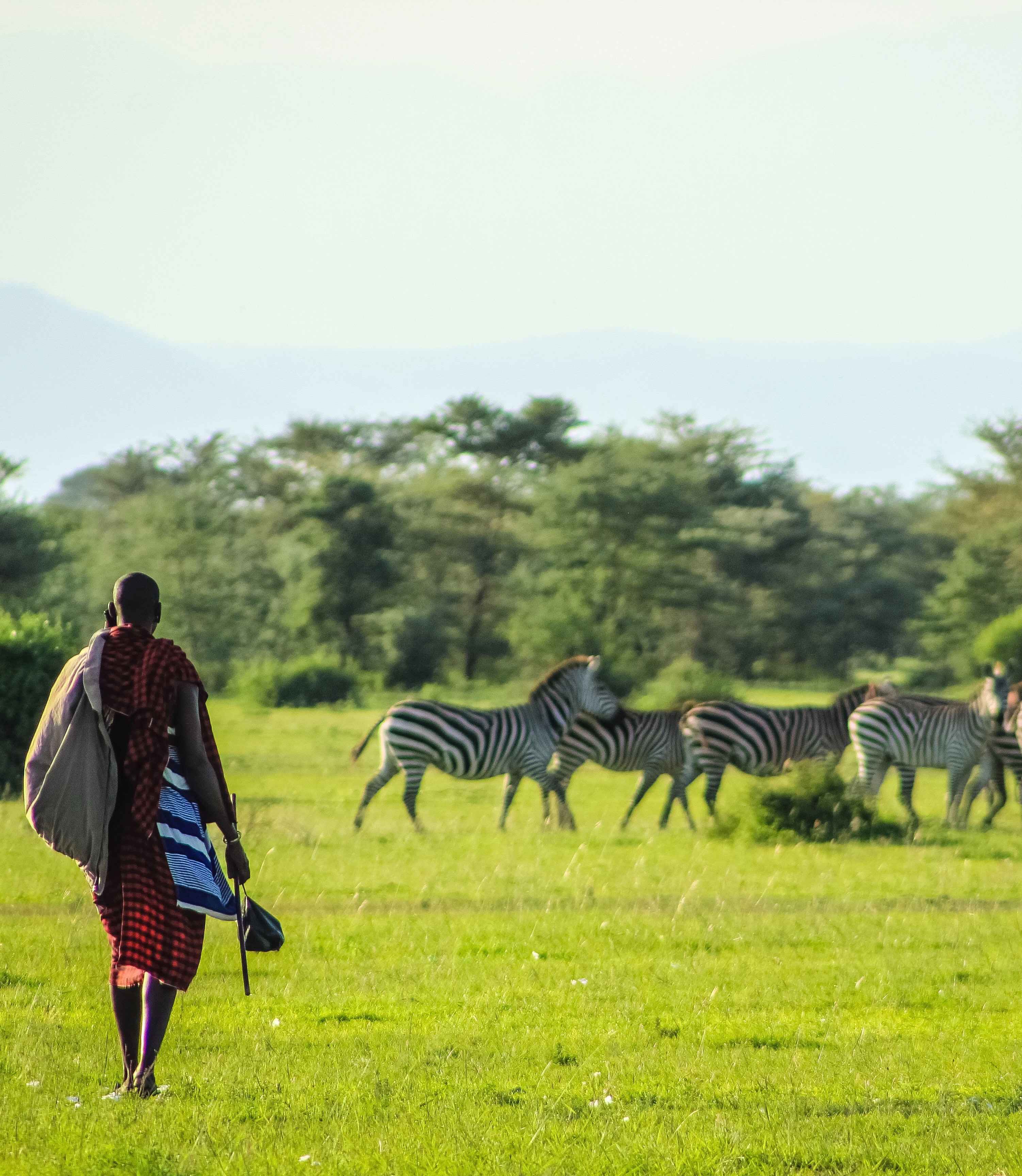 Maasai warrior walking in the savanah wilderness of Tanzania's National Park