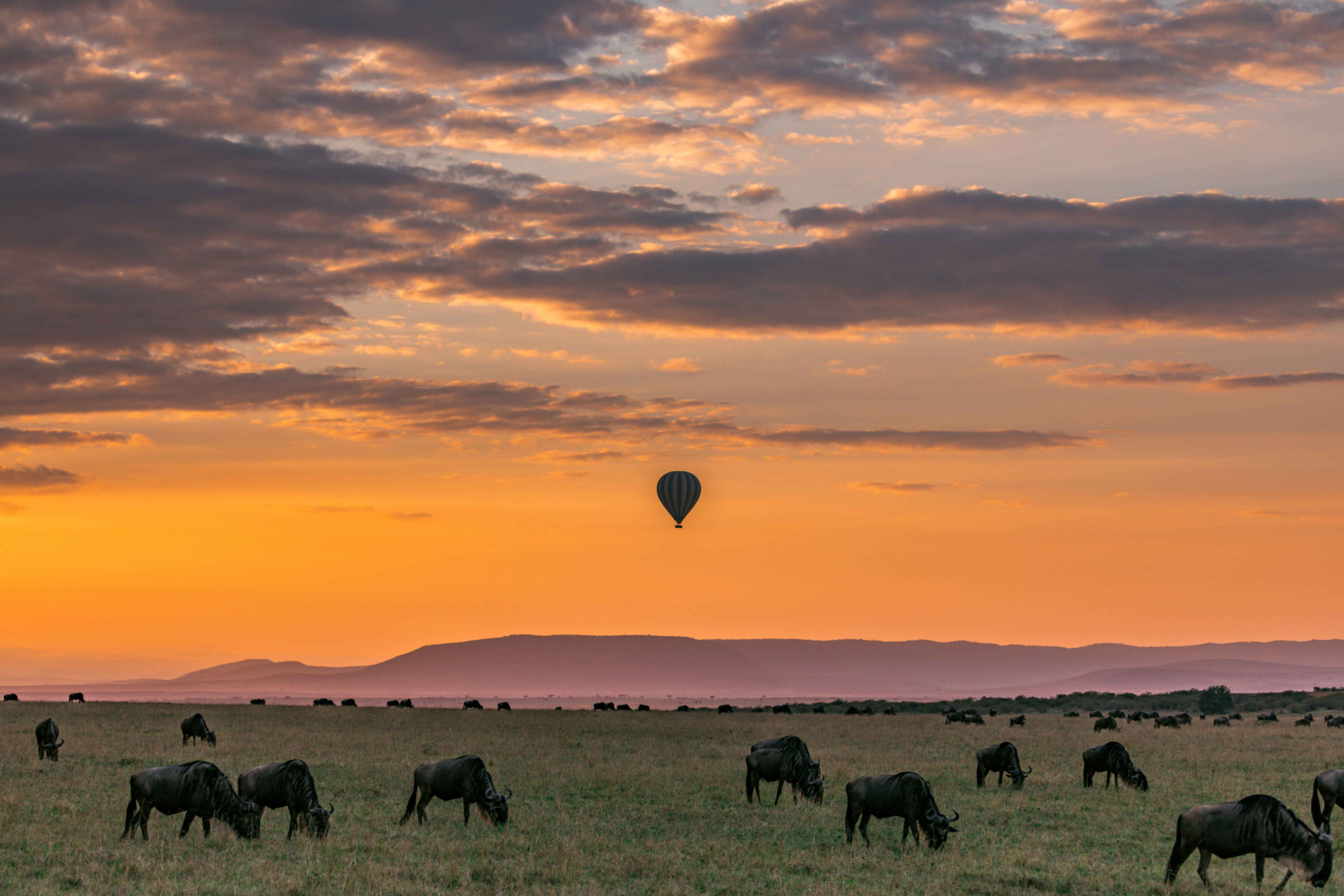 Wilderness Migration in Serengeti  National Park 