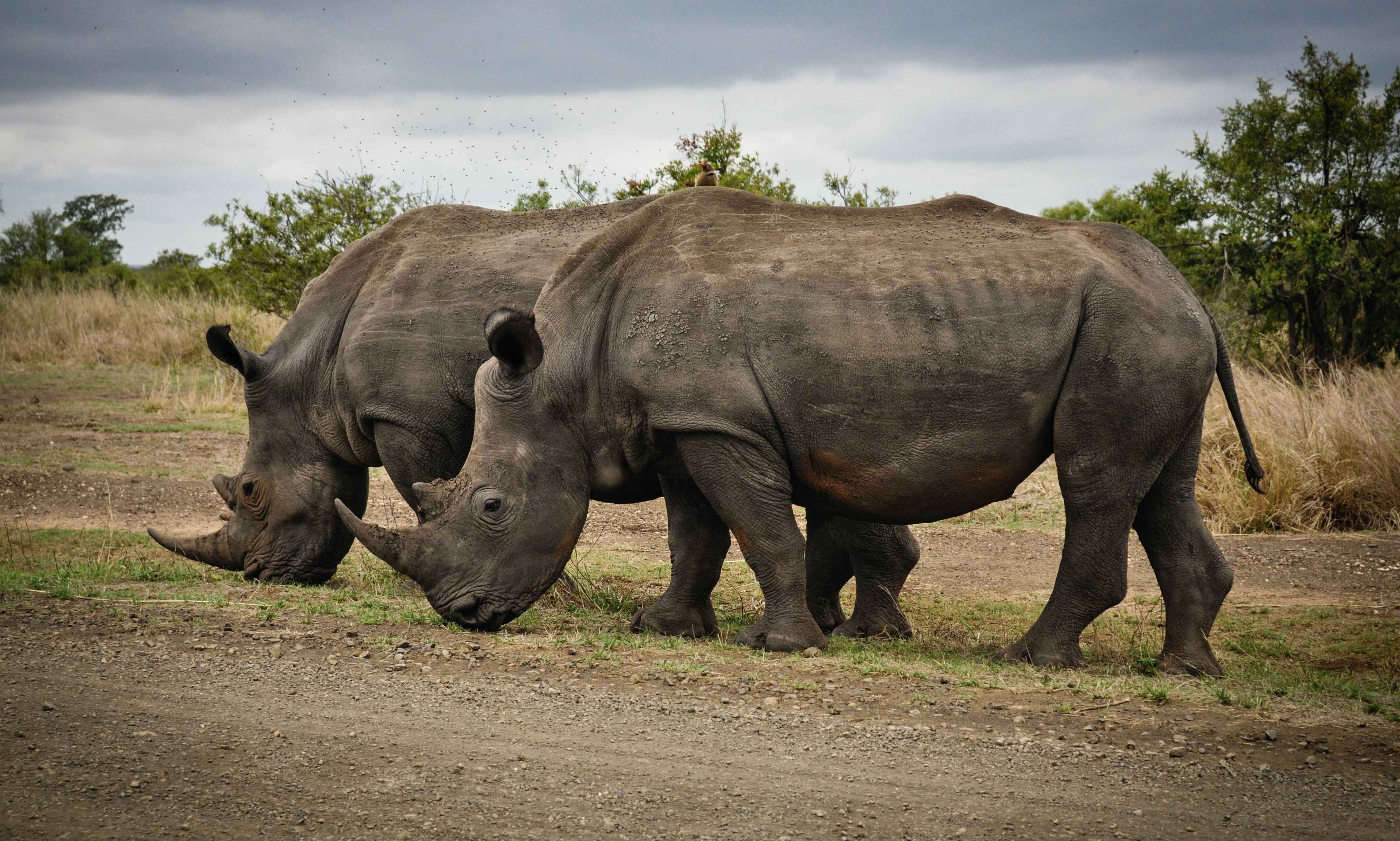 Rhinocerous in the Ngorongoro Crater in Tanzania