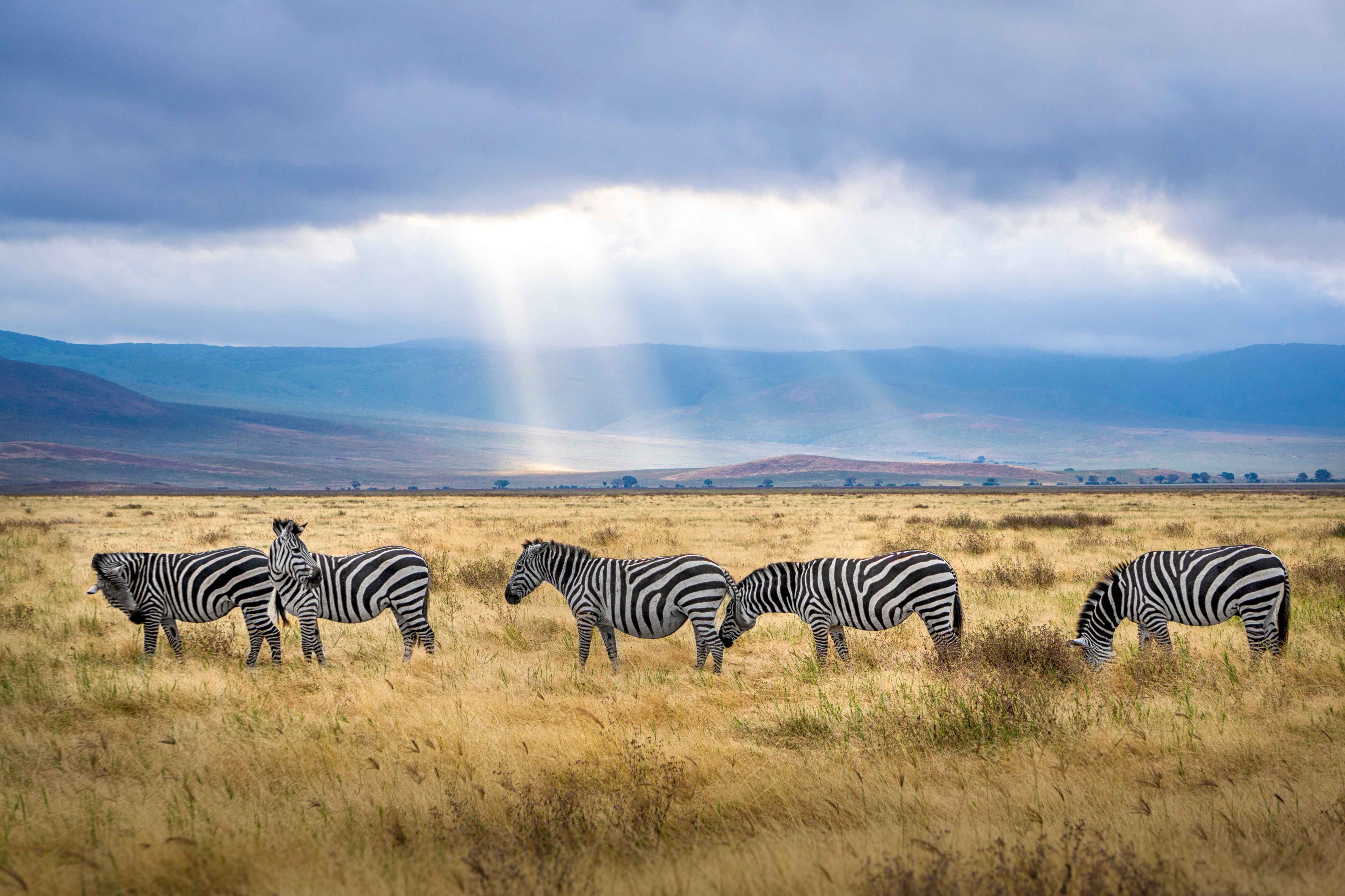 Zebra grazing in the Plain of Serengeti