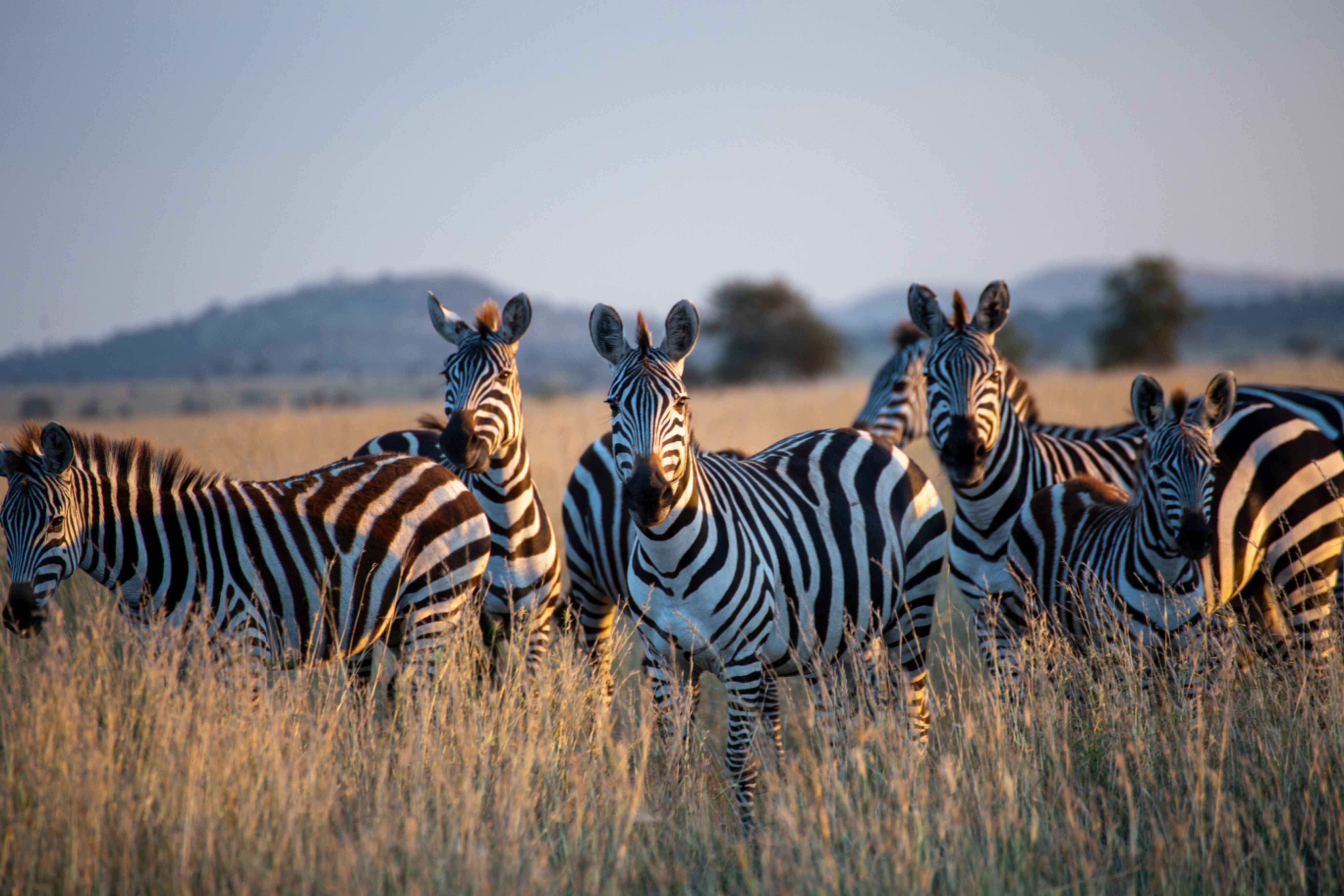 Zebra gazing in the serengeti