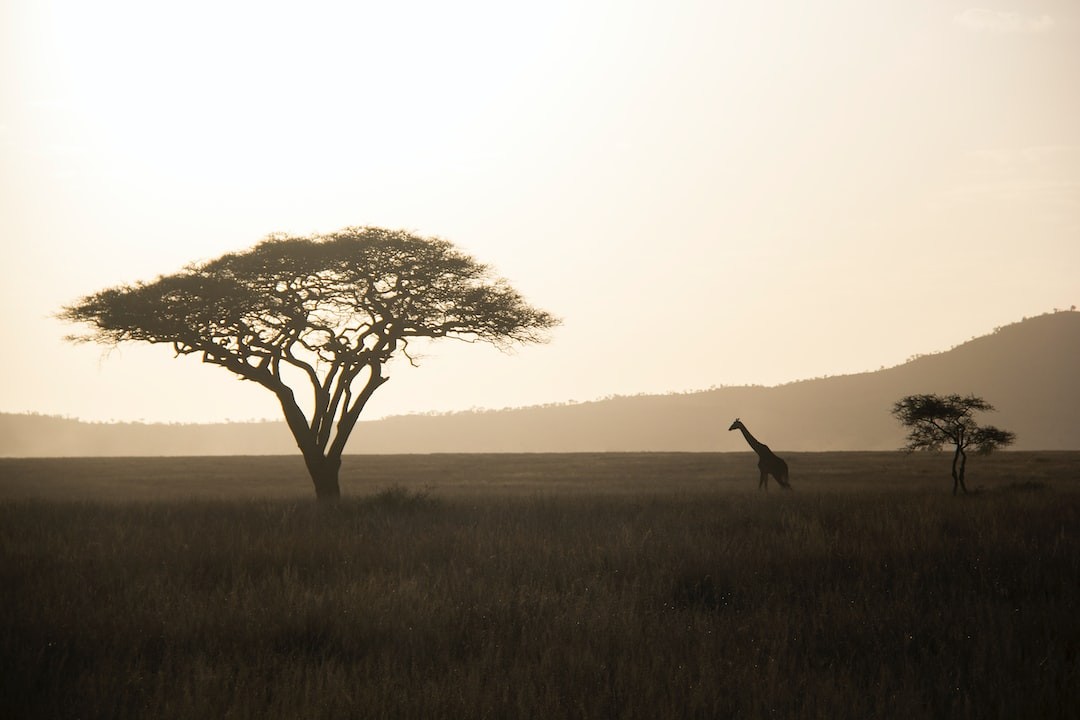 How big is The Serengeti Really ?