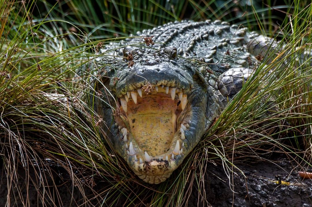 Discover Saadani National Park