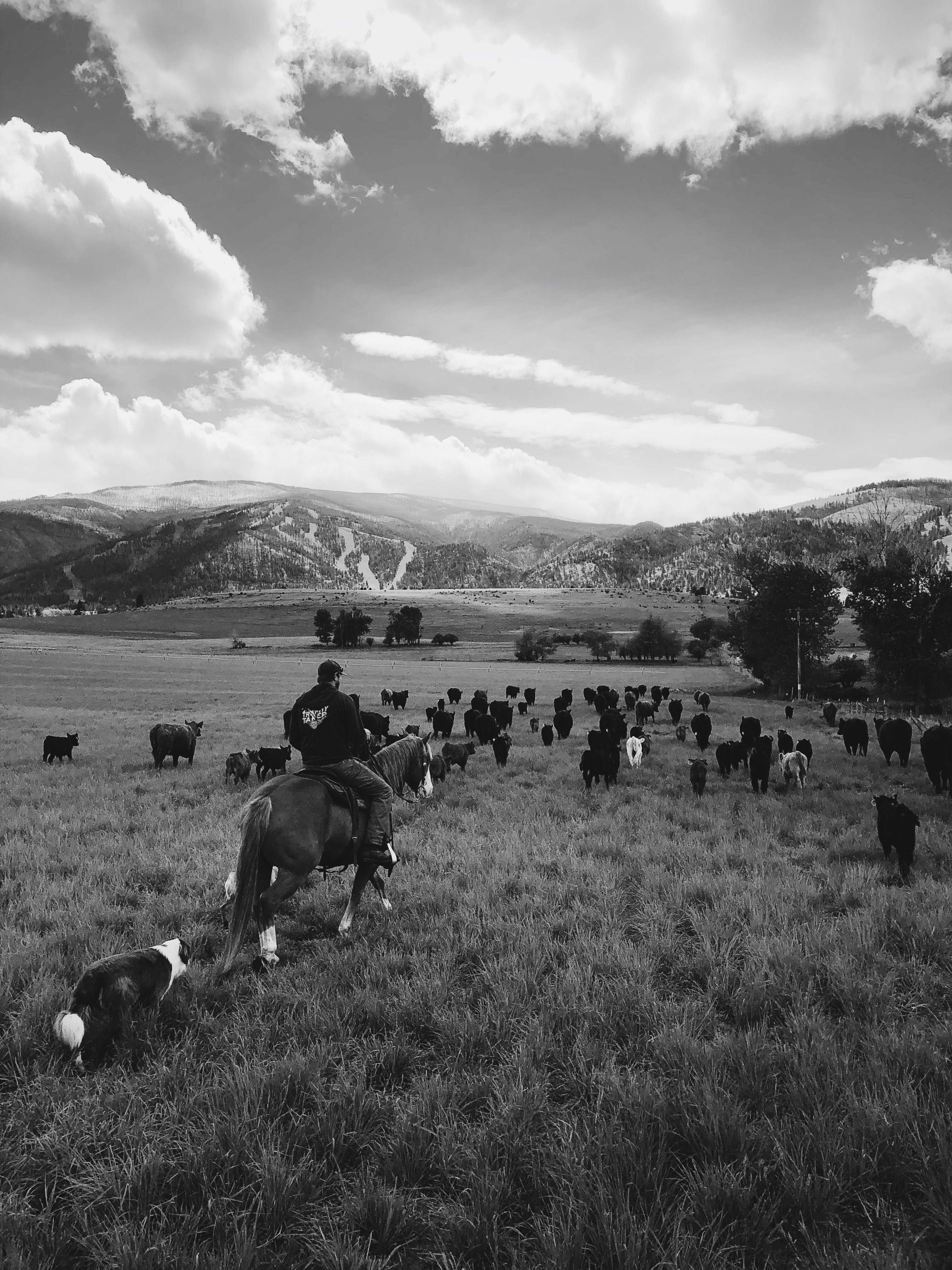 THE HUMBLINGS OF MOVING CATTLE