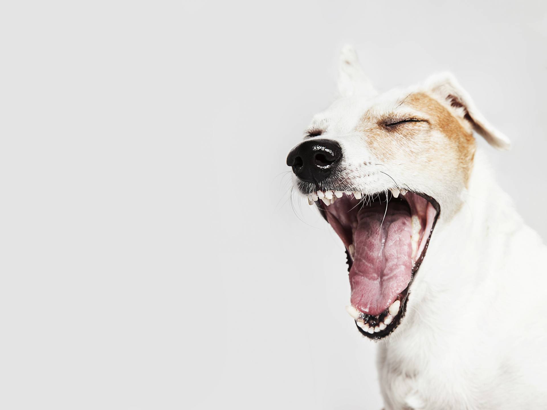 3840-323-shutterstock361044158-0.jpg