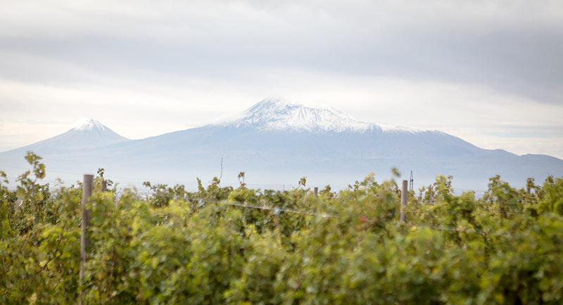 1575-vines-ararat.jpg