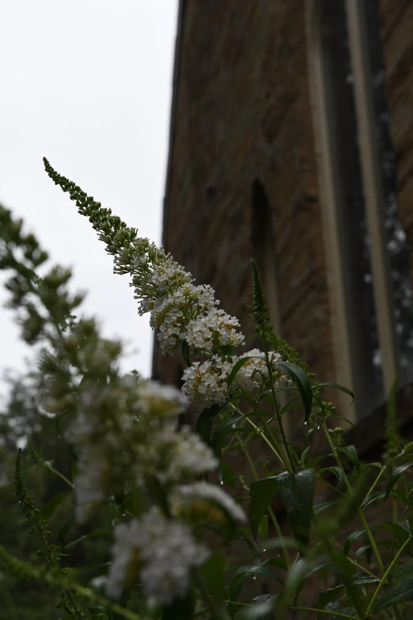 2597-wildflowers-raindrops-and-arches-virginia-usa-16800997891619.jpg