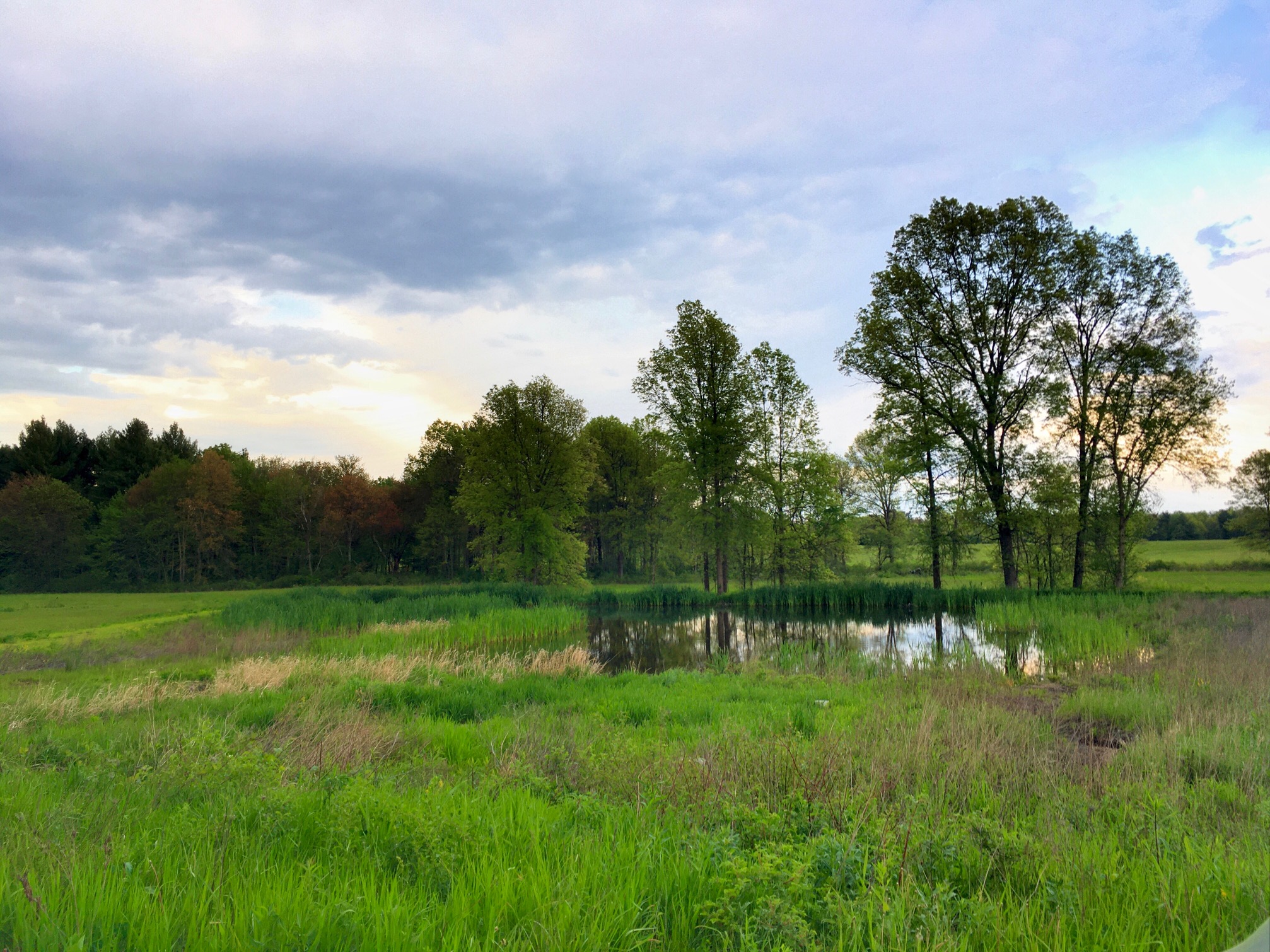 Wetland as seen from a trail at sunset. Blue-gray and orange clouds, a small pond in a green field, with trees behind it.