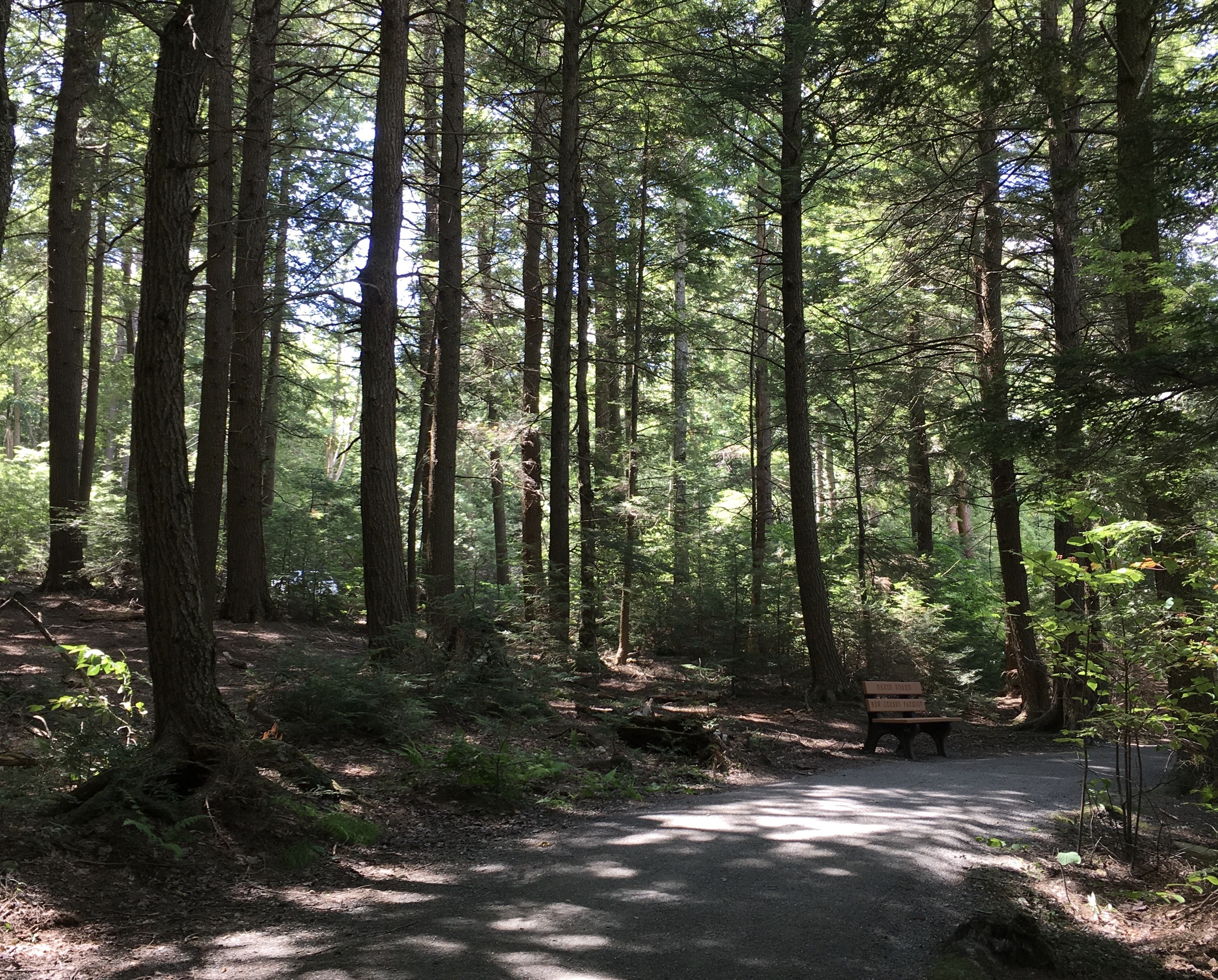 Woodland trail. Accessible nature surface, green trees with dabbled sunlight. There is a trailside bench on the right of the photo.