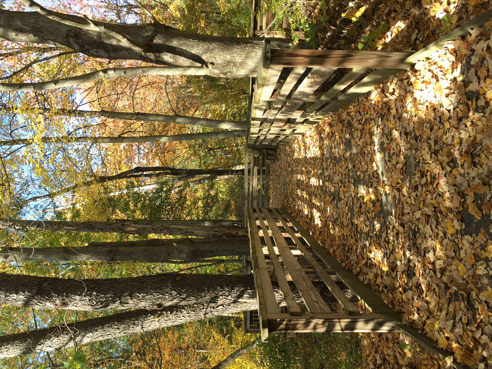 Accessible trail in fall. There is a boardwalk with leaves on it and trees with autumn leaves.