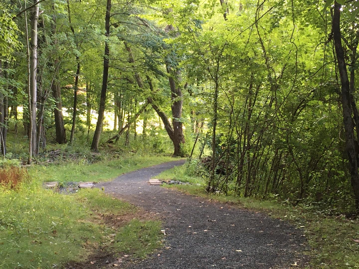 Unpaved Accessible Trail "S" curving through woods with green leavs and trees. There is sunlight behind the trees making some foliage glow yellow.