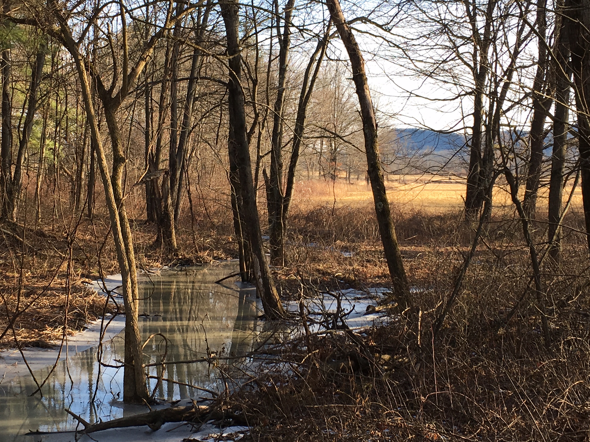 Stream in winter. No snow on the ground but the stream is icy and the trees are bare. Blue colored mountains are visible in the background.