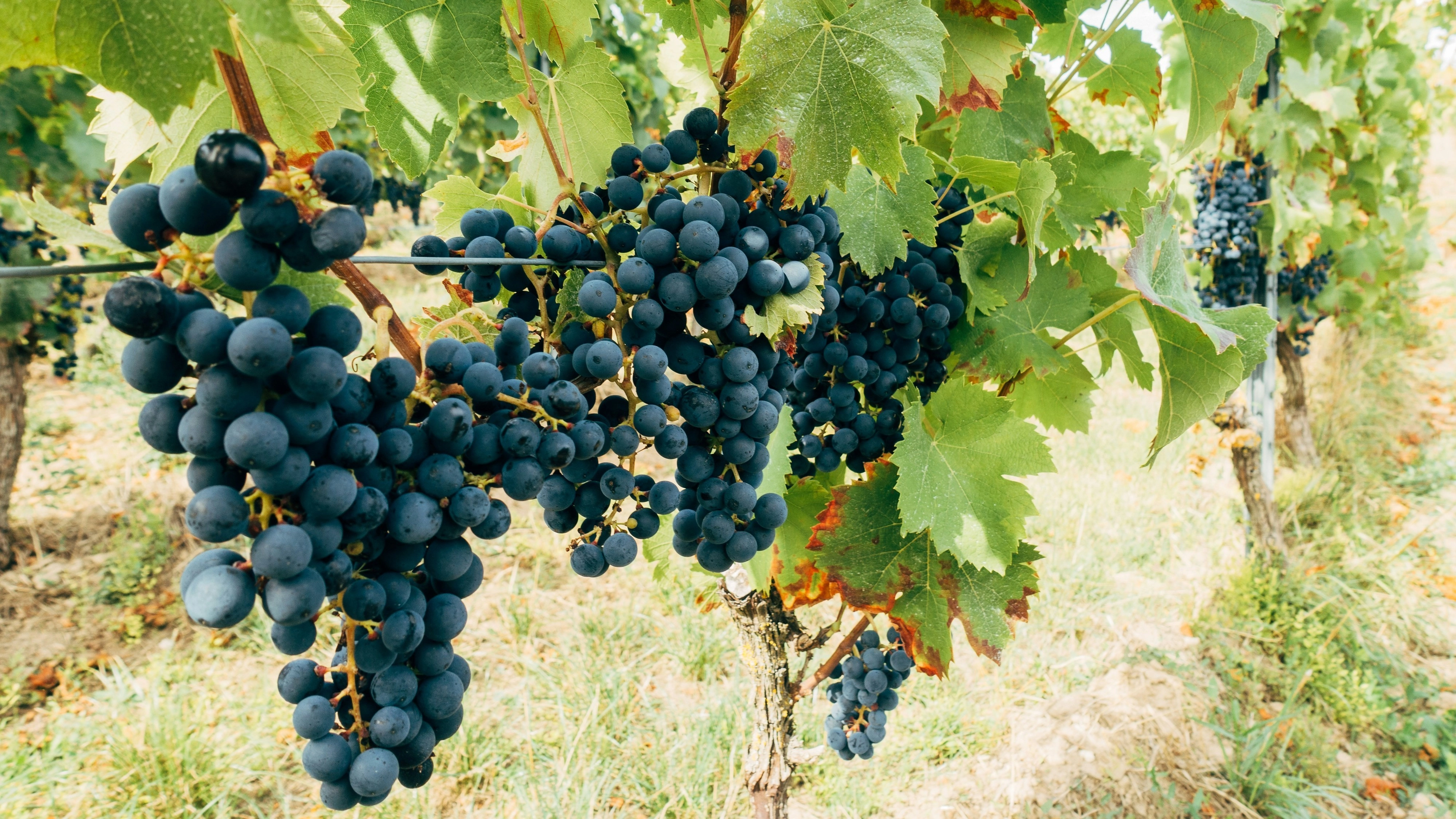 0039982249998-gastronomic-and-wine-tours-17470657188487.jpg