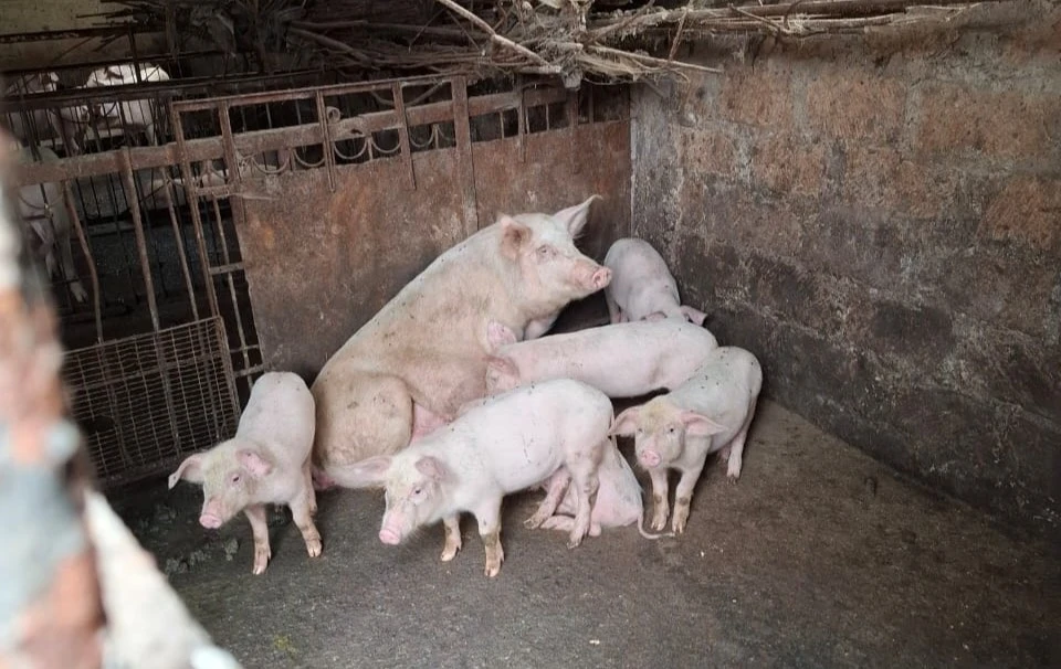 Displaced Artsakh Families Receive Farm Animals