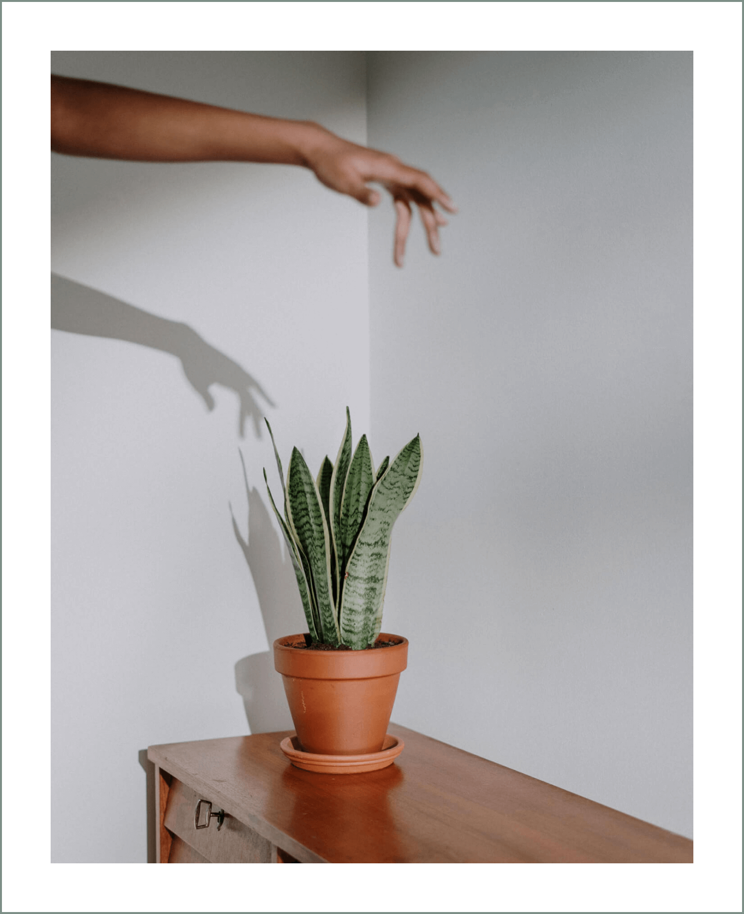 20 Plants That are Safe for Pets