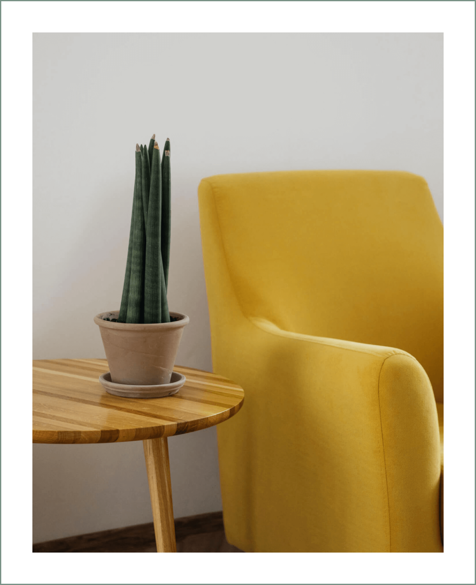 The Benefits of Houseplants