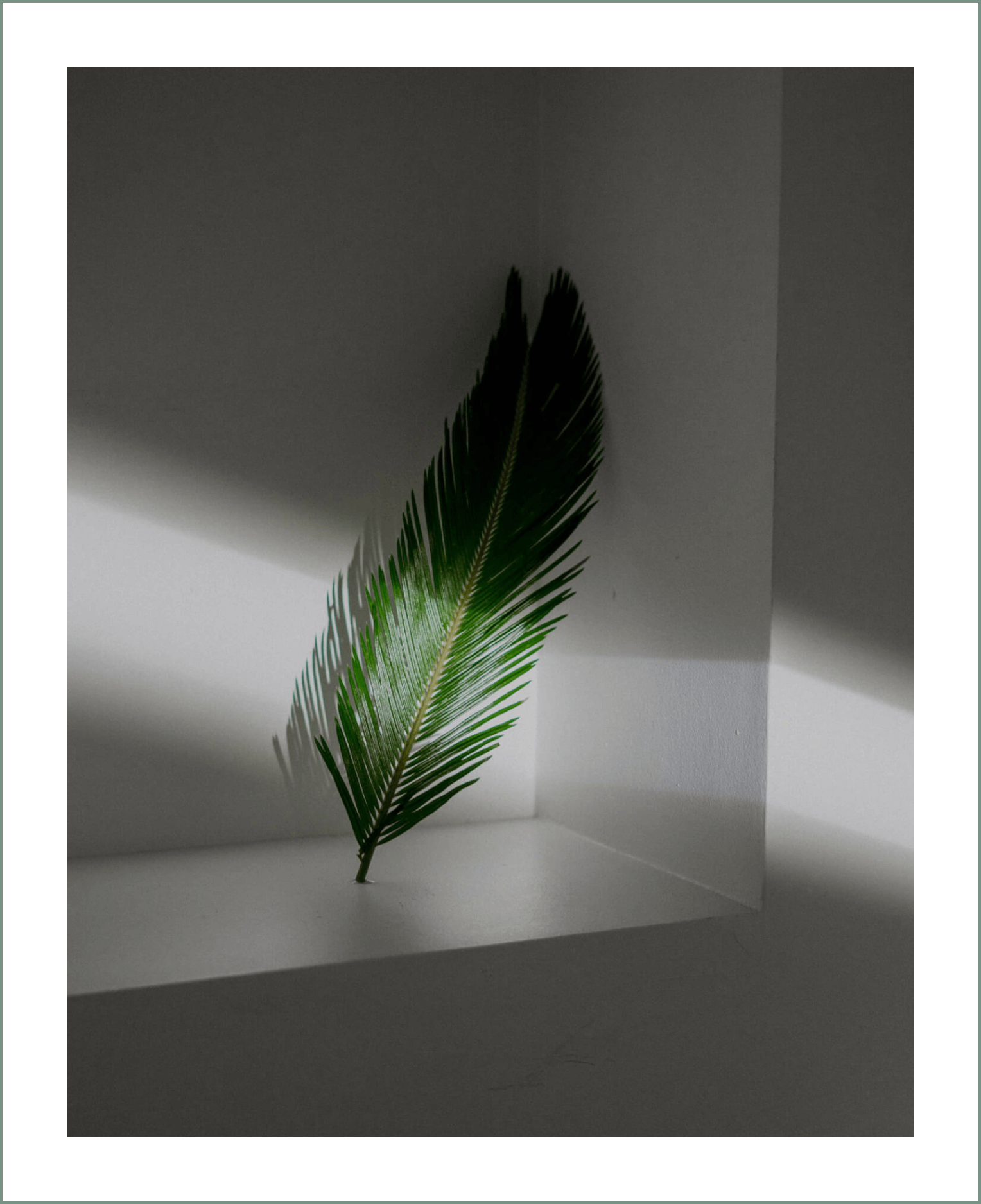 Recipes for Houseplant Care