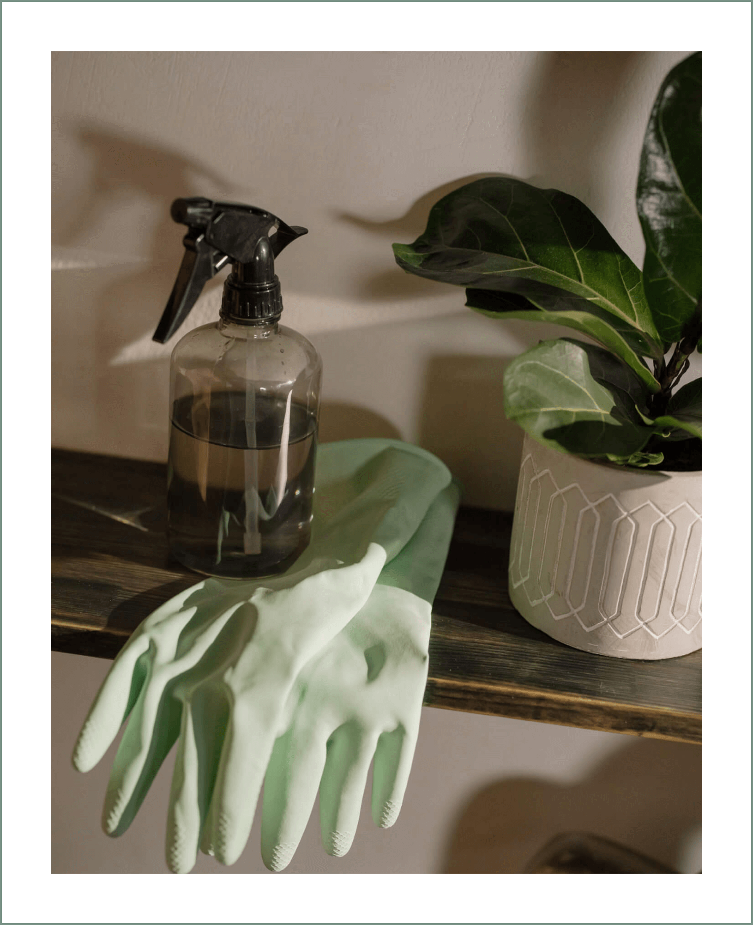 New Special Plants in Stores