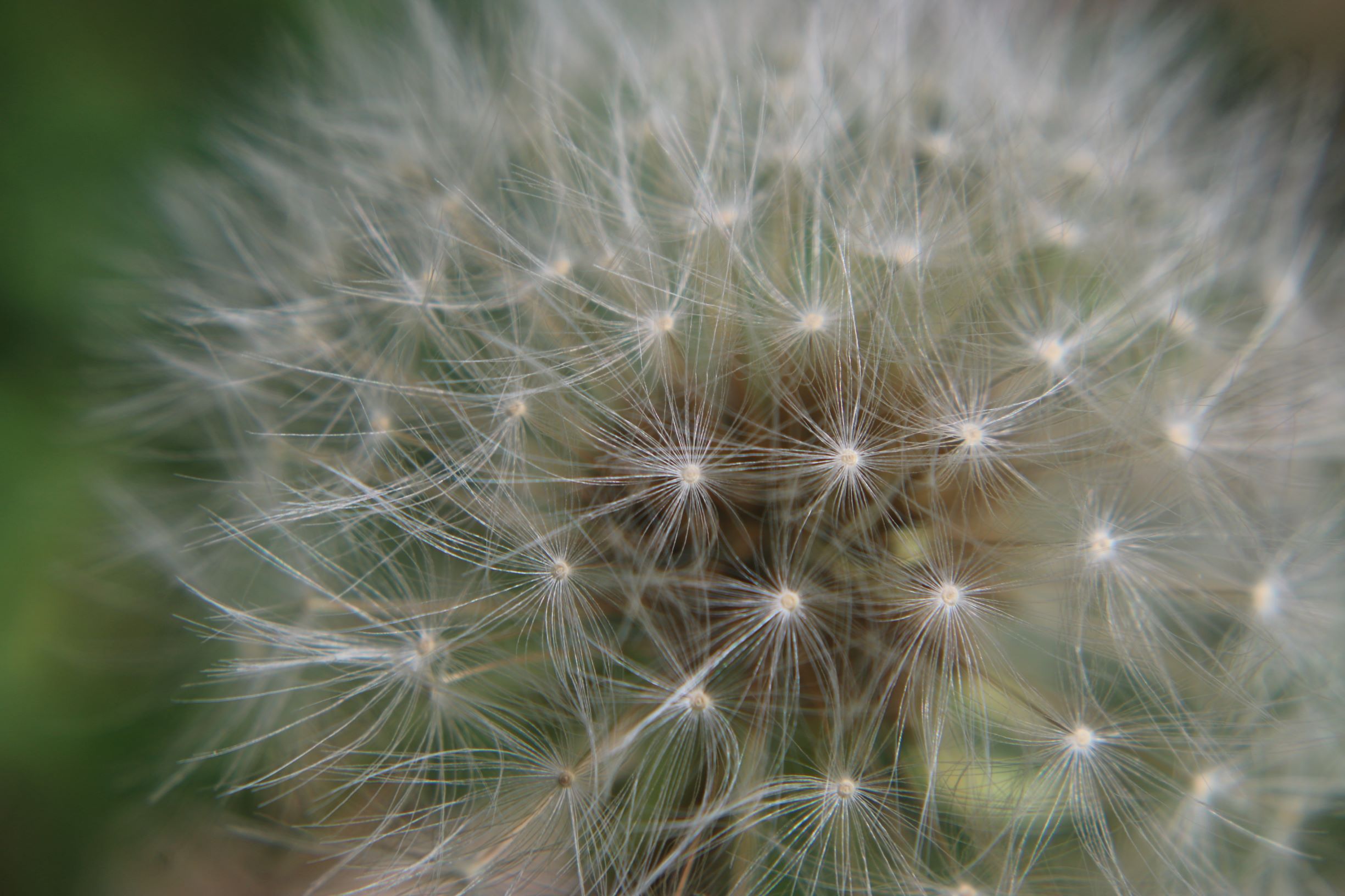 38-r1-dandelion-1-jpgjpg.jpg