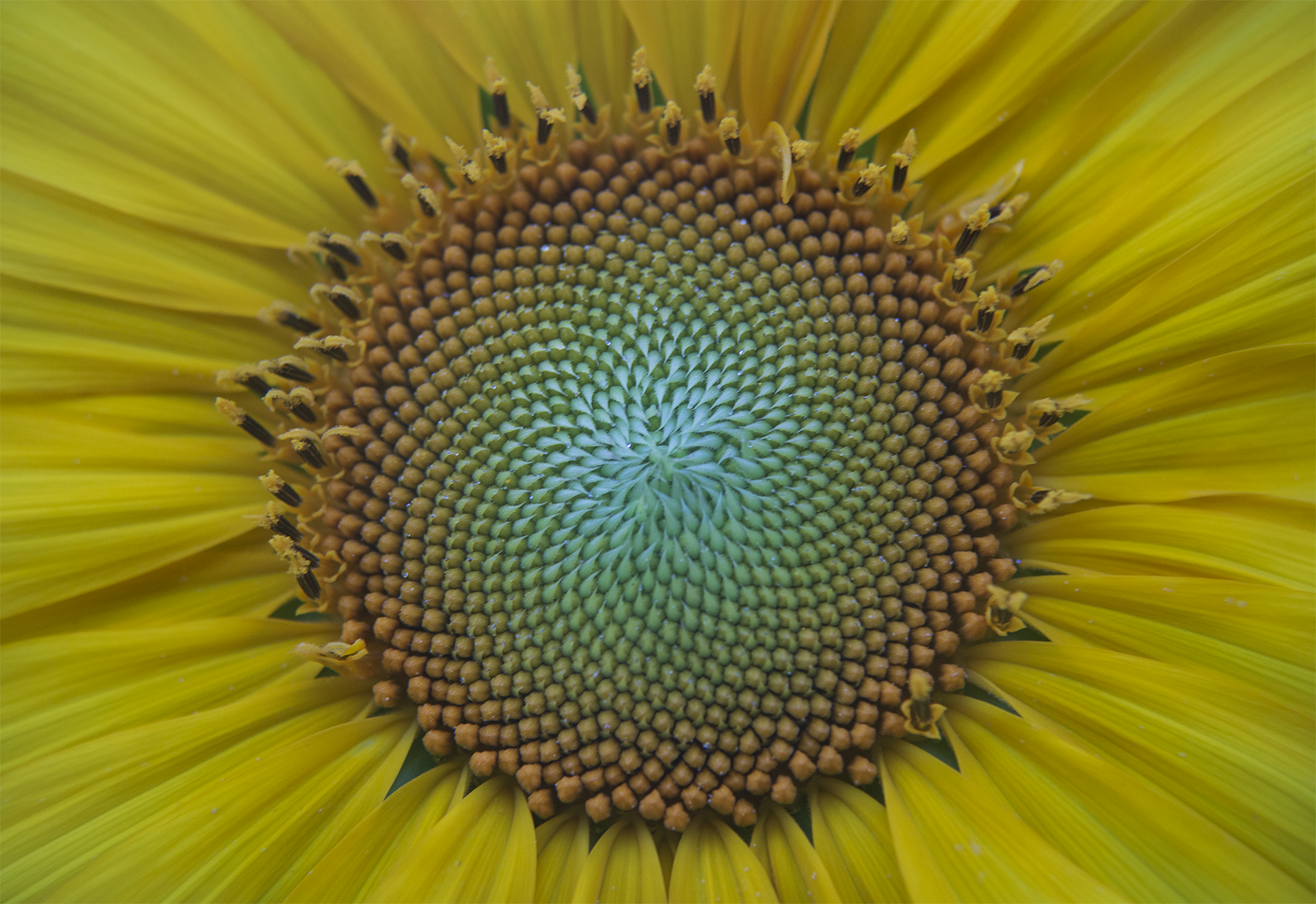 r79-sunflower-1-compressed.png