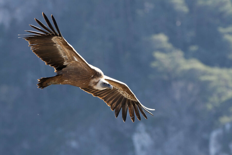 Wildlife 609-griffin-vultures.jpg