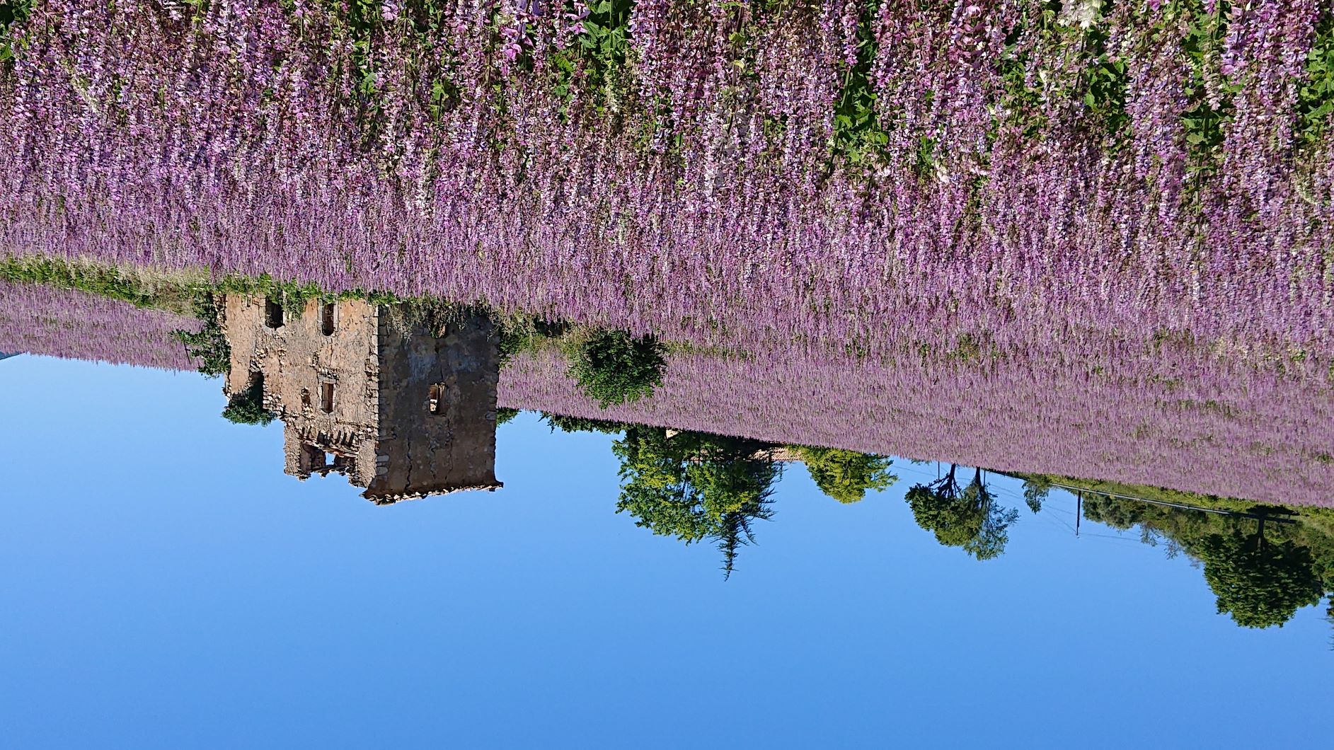 Sauge sclarée 723-clary-sagejpg.jpg